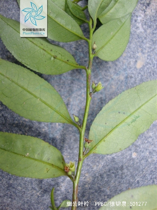 细齿叶柃
