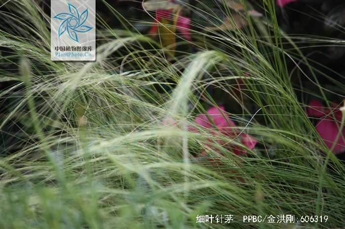 细叶针茅是草原地区放牧场