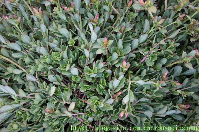 番杏科(番杏科多肉植物)