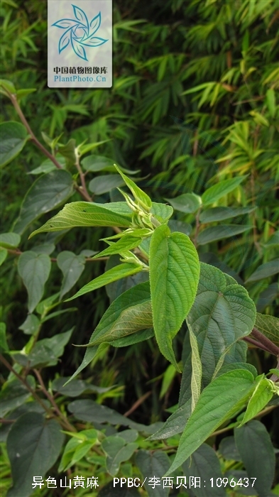 p>异色山黄麻( i>trema orientalis /i> (l.) bl.