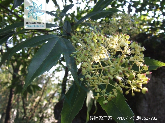  p>异叶梁王茶(学名:nothopanax davidii franch.