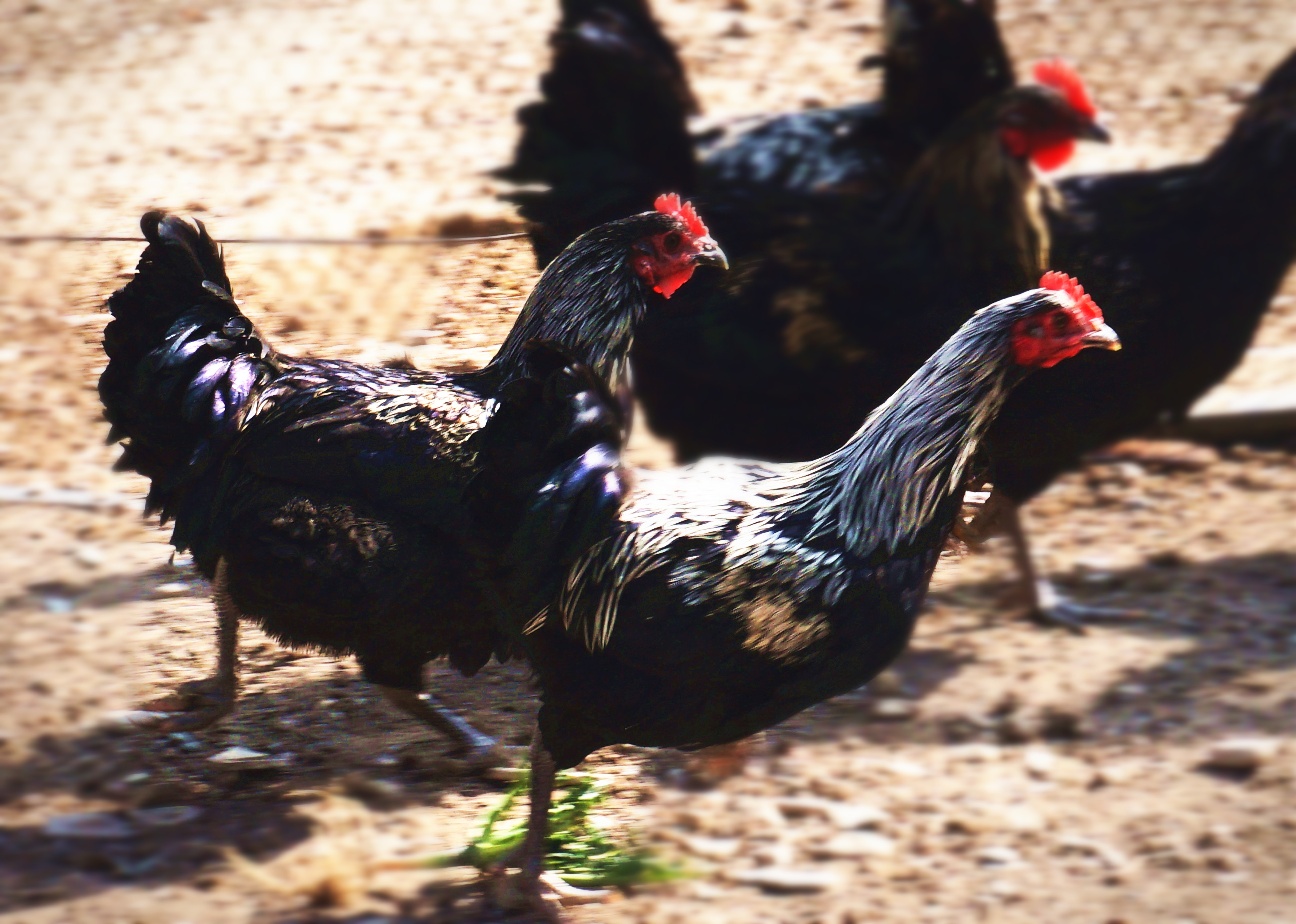  p>乡城藏鸡,四川省 a target="_blank" href="