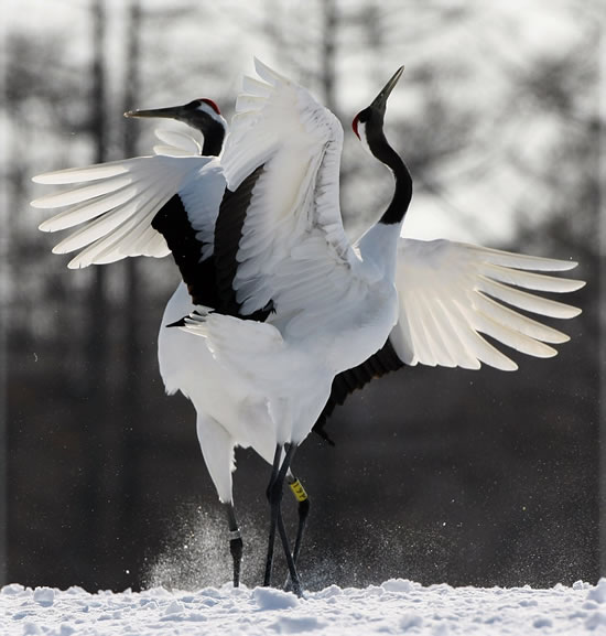 江苏涟水涟漪湖黄嘴白鹭自然保护区