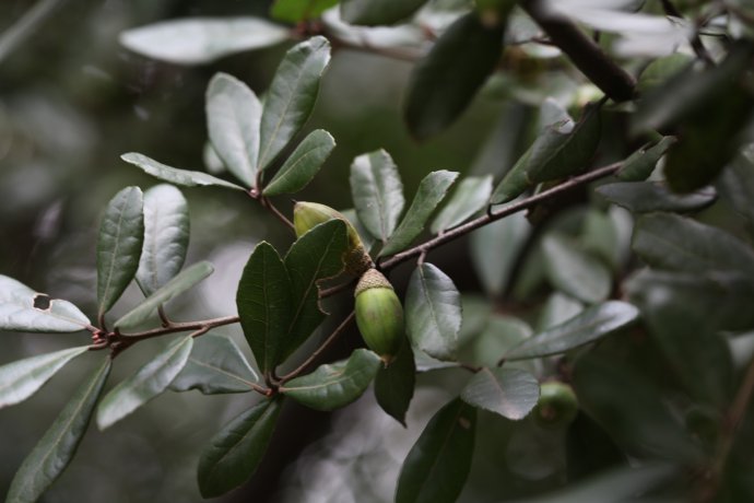 gray)是 a>壳斗科, /a> a>栎属 /a>常绿 a href="#" data-lemmaid="