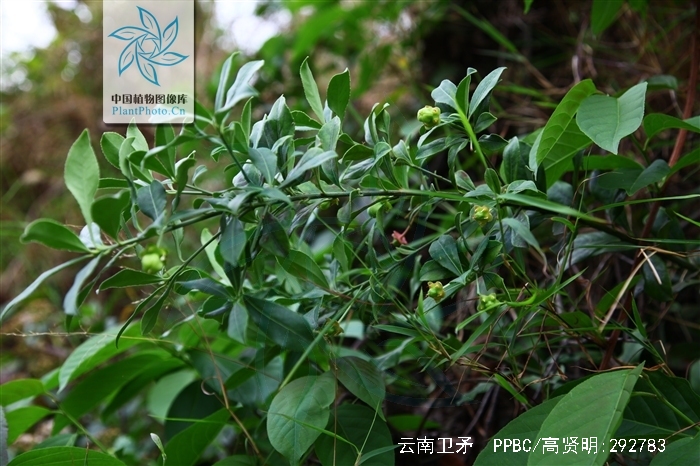  p>云南卫矛(金丝杜仲),为 a target="_blank" href="/item/卫矛科">