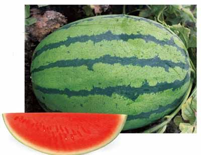  p>西瓜(学名: i>citrullus lanatus  /i>(thunb.) matsum.