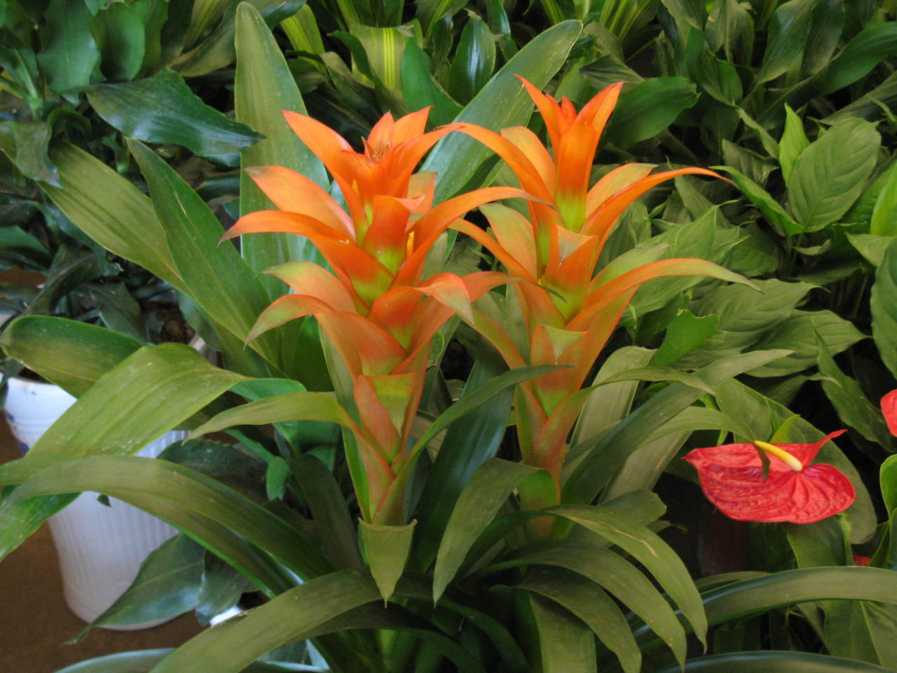 data-lemmaid="8492675">菠萝花 /a>,属凤梨科 a target="_blank"