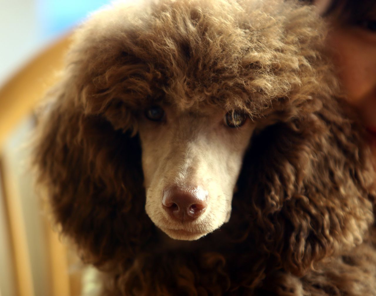  p>贵宾犬(poodle),也称"贵妇犬",又称"卷毛狗",在德语中,pudel是"