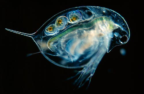 waterflea