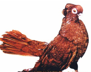 英国短脸筋斗鸽