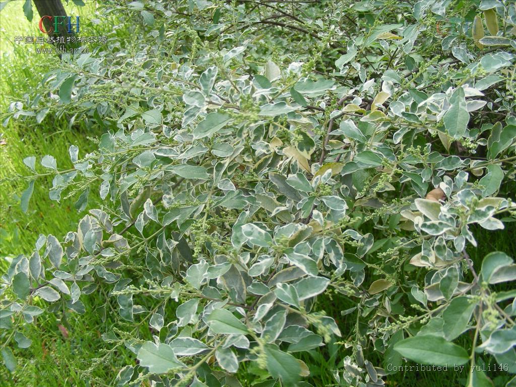  p>杞柳(拉丁学名: i>salix integra /i>)为杨柳科,柳属灌木.