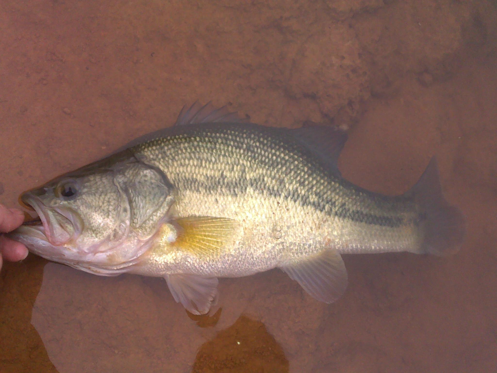  p>鲈亚目, i>percoidei /i>,为 a href="#" data-lemmaid="2520993">