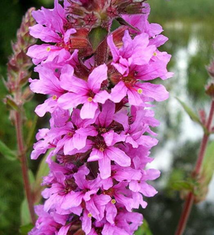 lythrum intermedium ledeb.