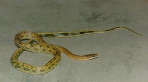 如一些种类的冬眠和夏眠,缐虫和原生动物的被囊孢子,水蚤和轮虫的冬卵