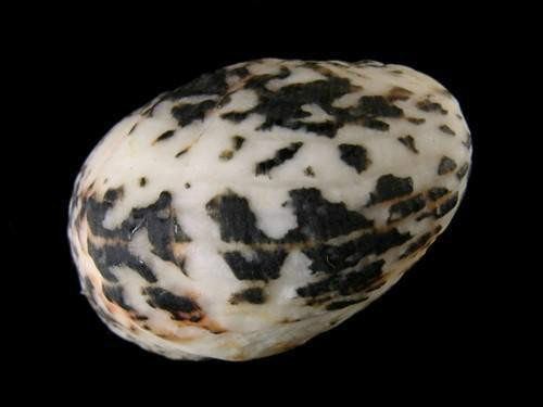 原始腹足目/6166460" data-lemmaid="6166460">原始腹足目 /a>蜒螺科