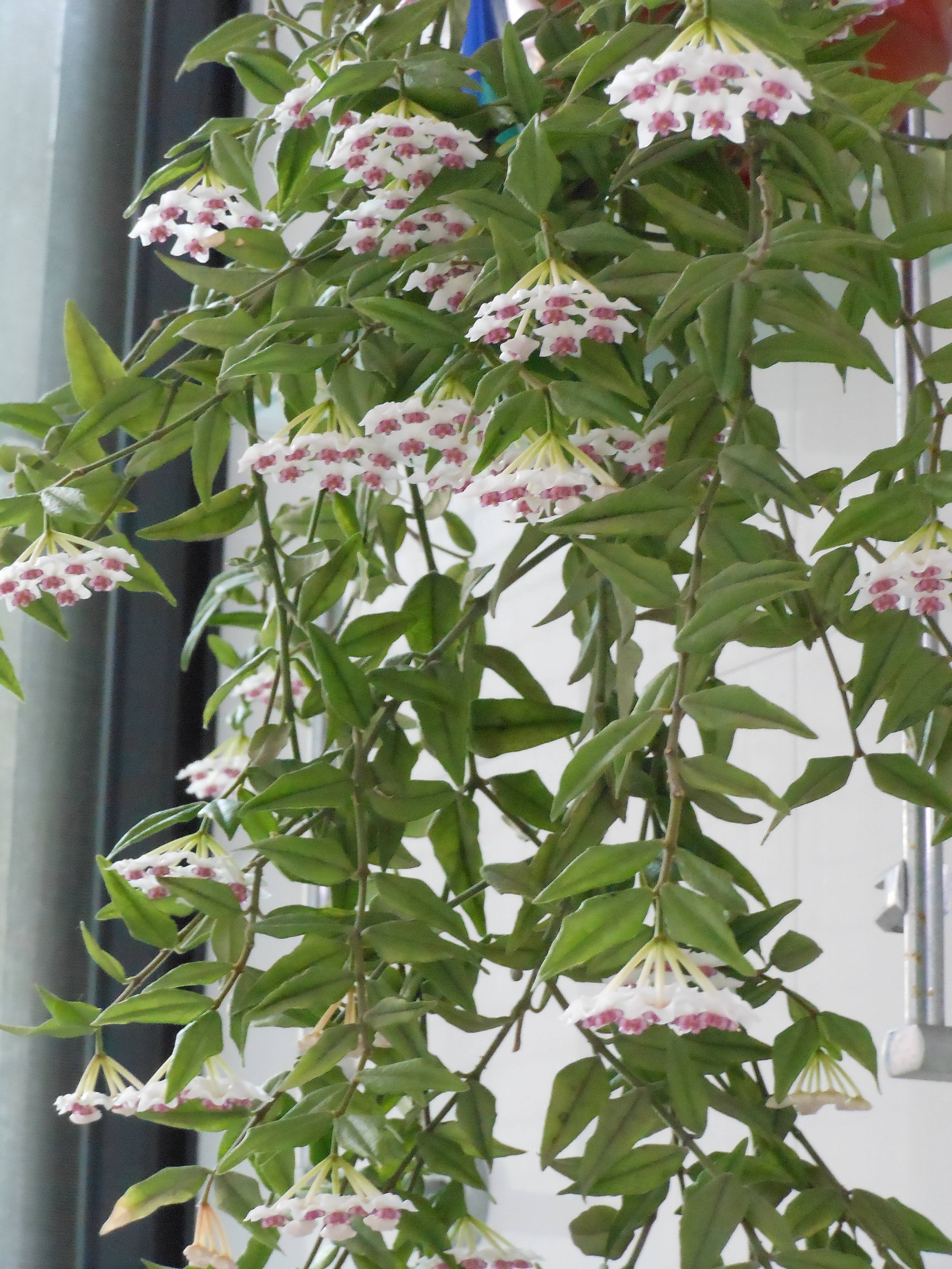 f.) r. br.),萝藦科球兰属多年生草本植物.