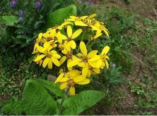单花橐吾_百度百科