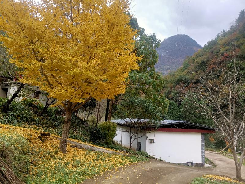 山岔村