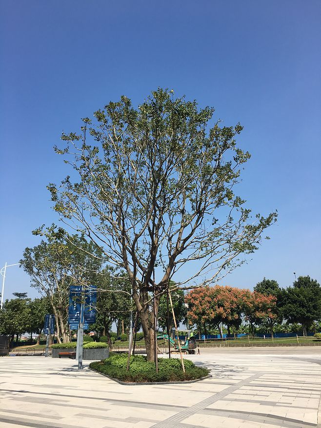 celtis sinensis pers.