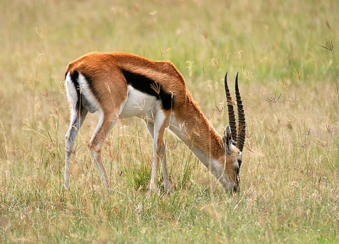  p>赤额瞪羚(学名: i>eudorcas rufifrons /i>):是偶蹄目,牛科,瞪羚属