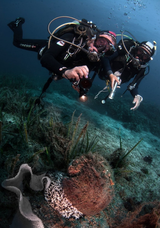  p>栗色鹑螺(学名: i>tonna galea /i>):是玉黍螺目,鹑螺科,鹑螺属的