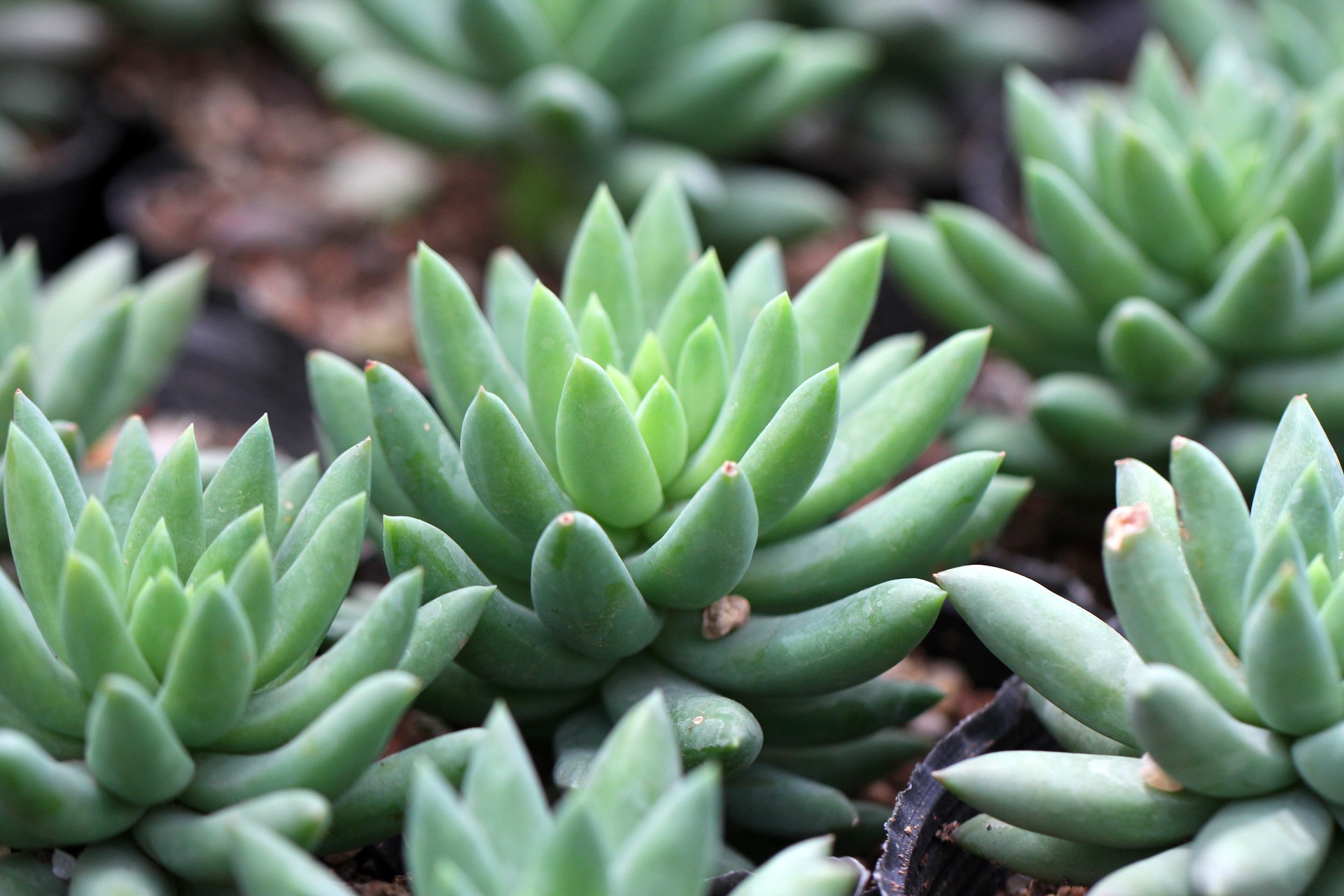  p>玉珠帘(学名: i>sedum /i>  i>morganianum /i> e.