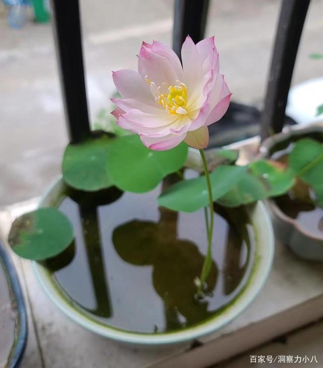 别错过这款 凌波仙子 亭亭玉立溢满香 打造方寸之间的荷塘 百科ta说