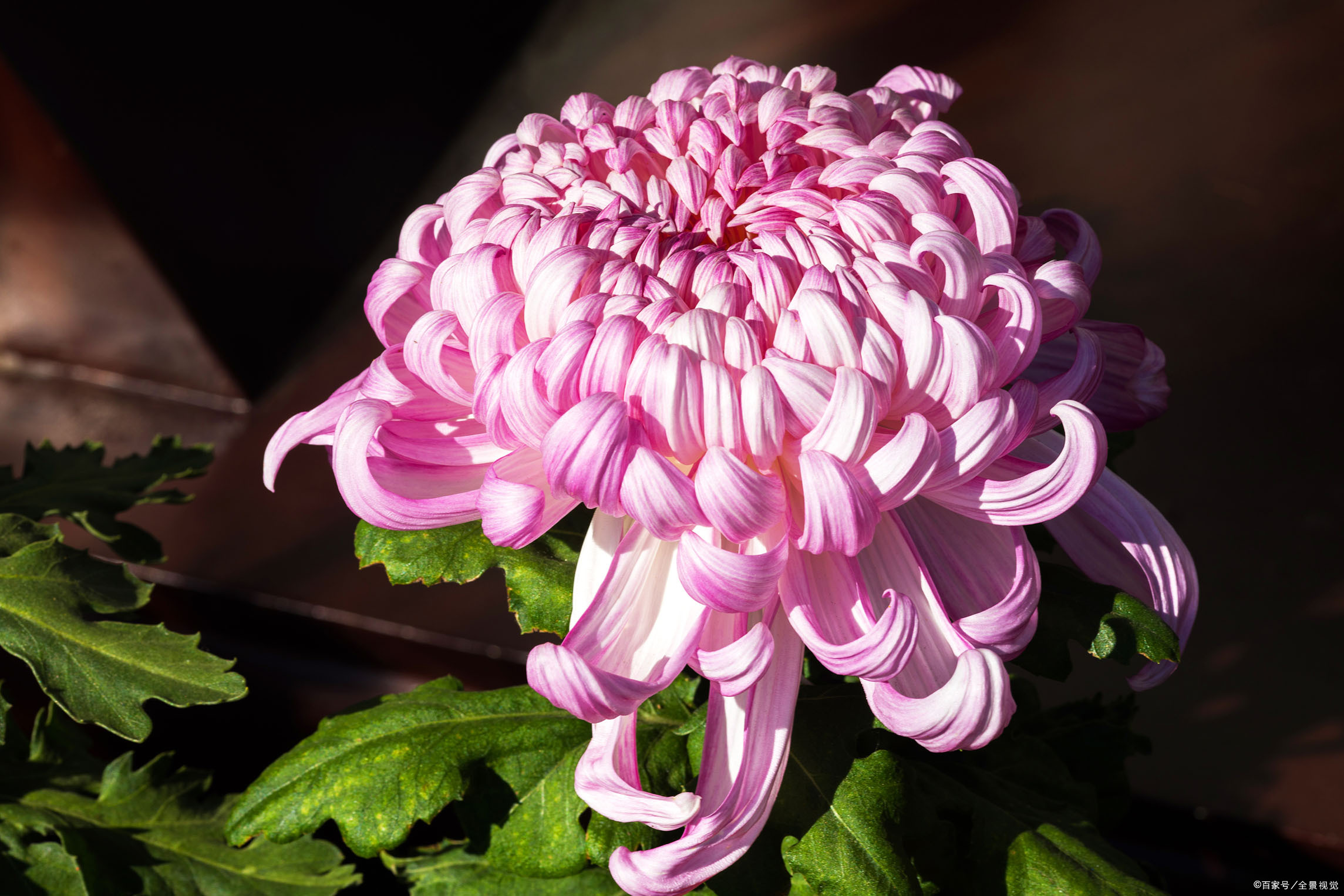 秋花美诗 秋花不比春花早 开到秋花也是春 百科ta说