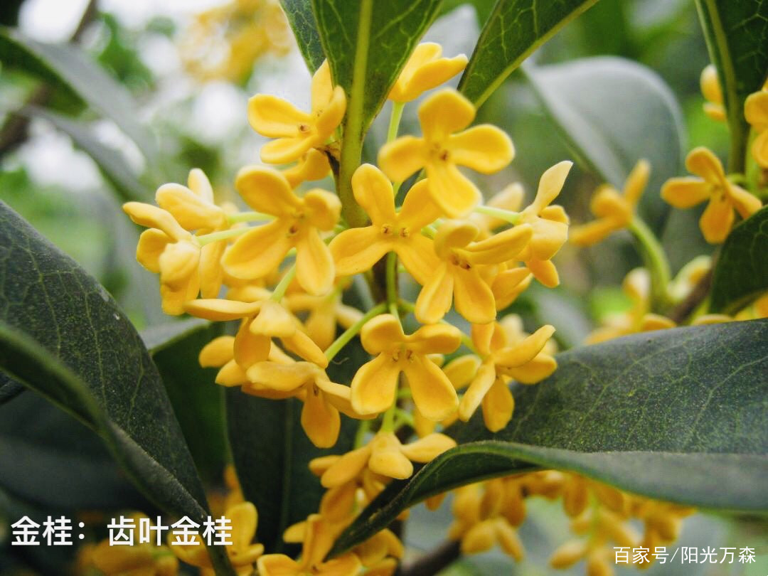 桂花 四大类主要二十五个名贵品种详介 百科ta说