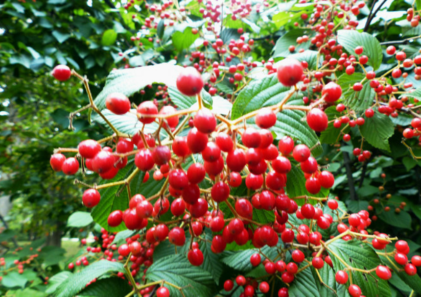  p>陕西荚蒾(学名: i>viburnum schensianum  /i>maxim.