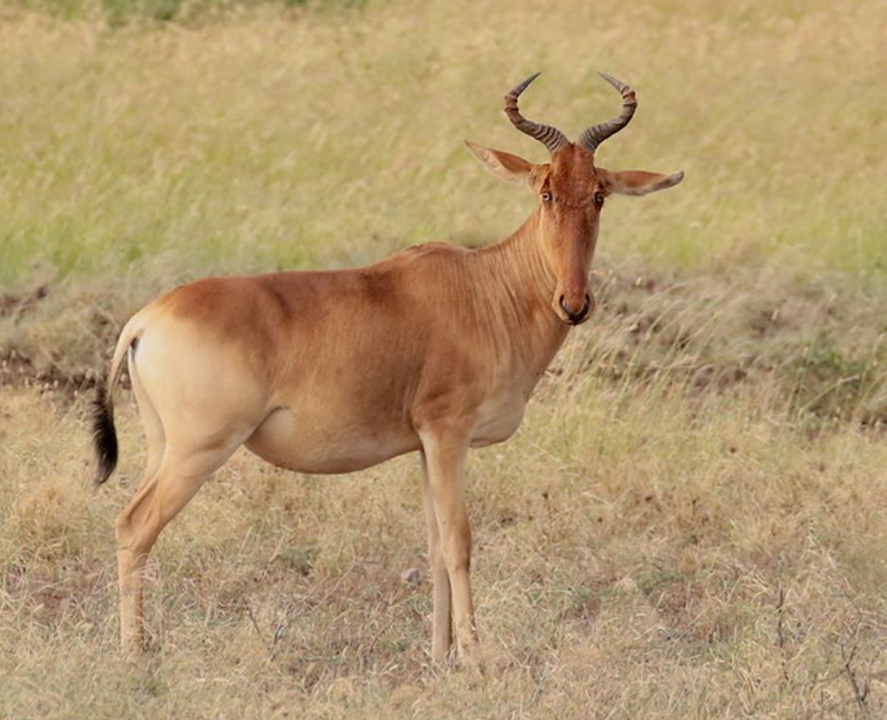  p>亨氏牛羚(学名: i>beatragus hunteri /i>):是哺乳纲,牛科,狷羚