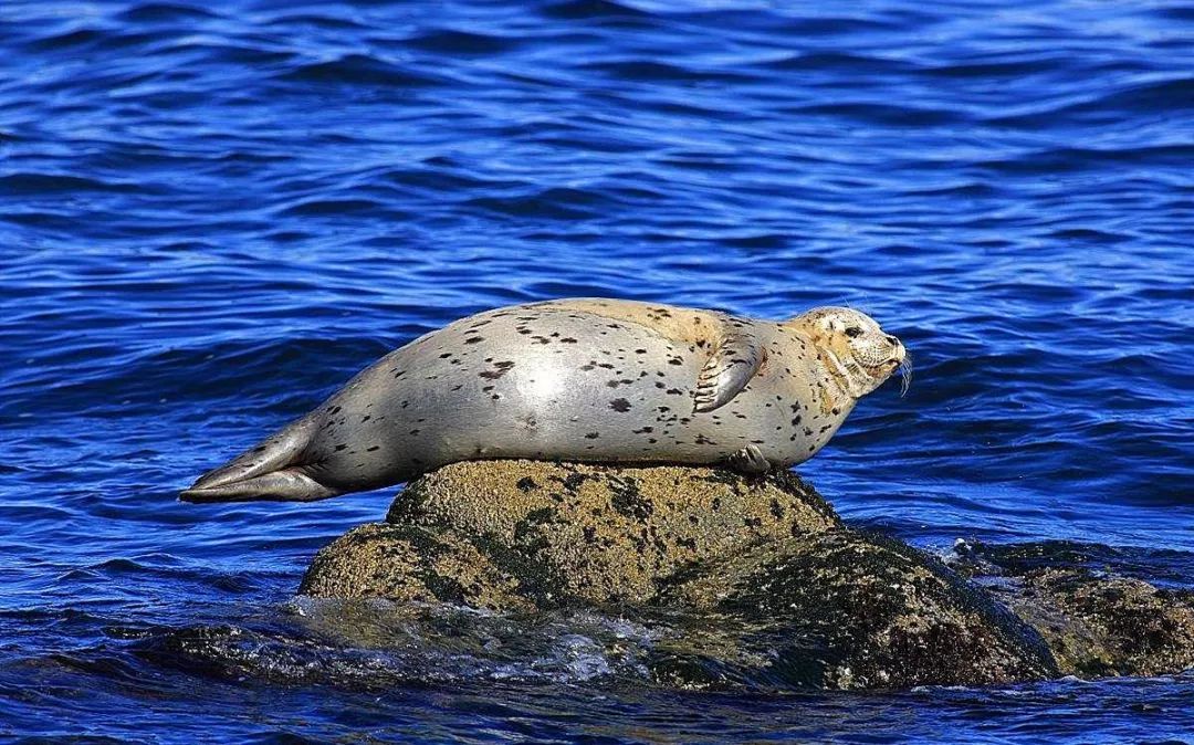  p>斑海豹, i>phoca largha /i>,也叫大齿斑海豹,大齿海豹,是在温带