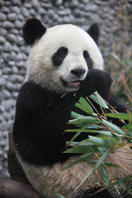 nb7faok">欢欢,雌性 a target="_blank" href="/item/大熊猫/34935"