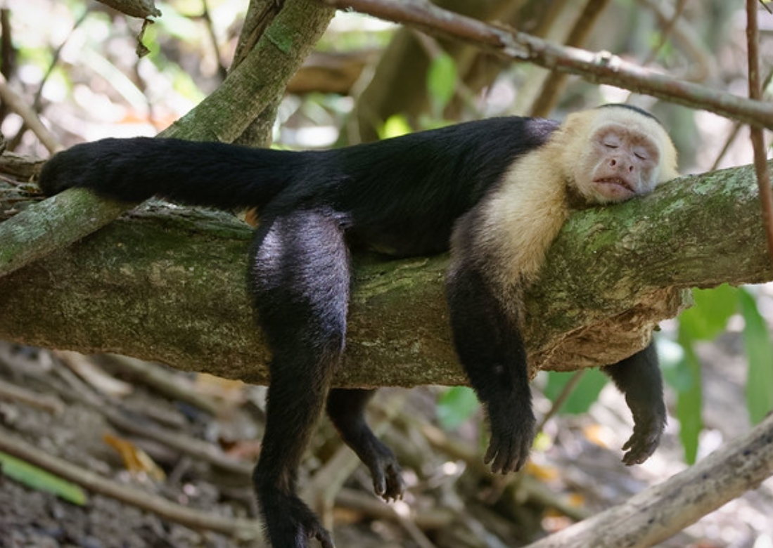  p>白脸卷尾猴(学名: i>cebus capucinus /i>):是卷尾猴科,卷尾猴属的