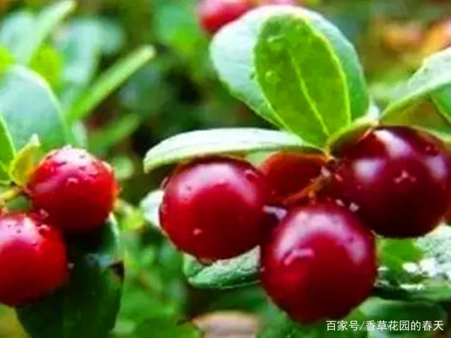 北国红豆 蔓越莓 可以连续结果几十年 养不活主要是气候原因 百科ta说