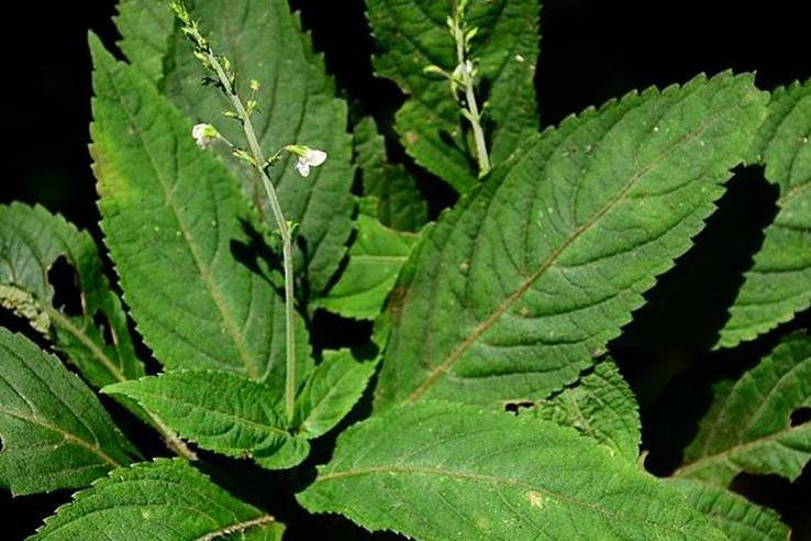 是唇形科,喜雨草属植物.