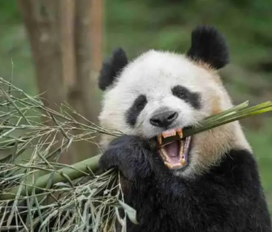 牙齿