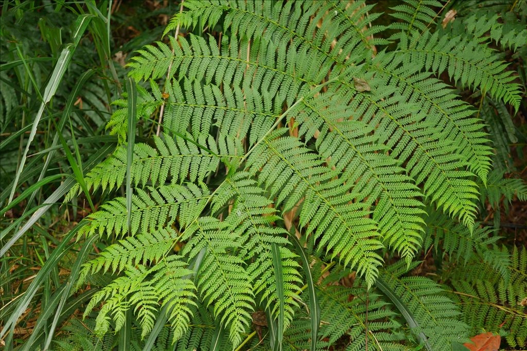  p>白桫椤(学名: i>sphaeropteris brunoniana /i> (hook.) r. m.