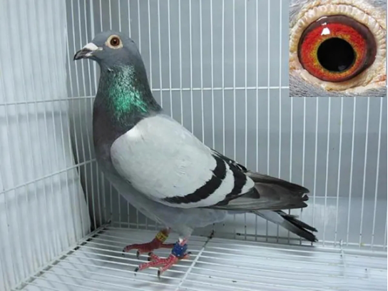 超远程鸽 如何能够 一飞千余里 百科ta说