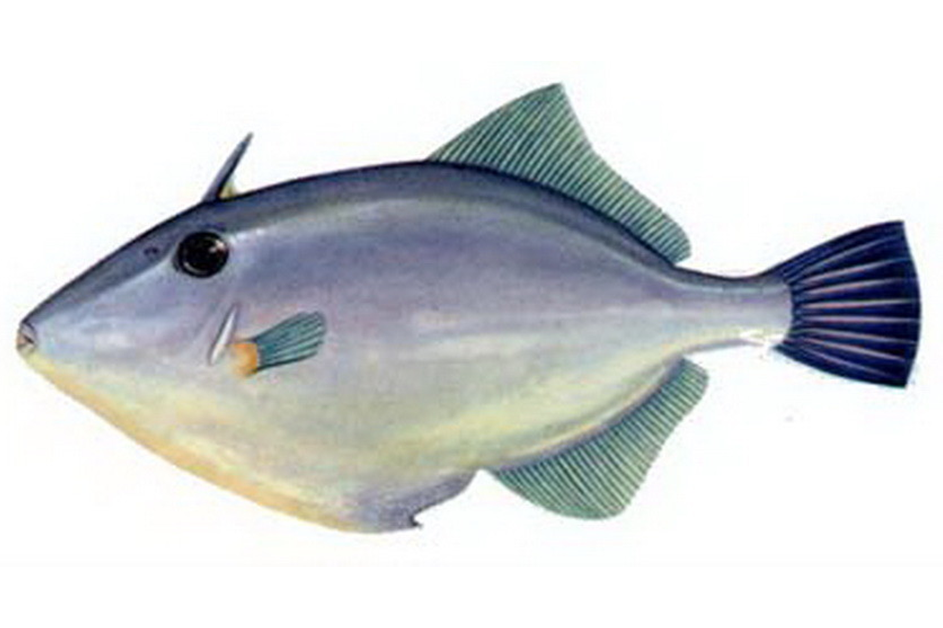  p> b>马面鱼 /b>学名为绿鳍马面鲀,隶属于 a target="_blank" href="