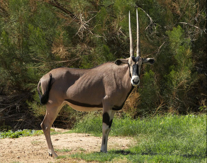  p>东非剑羚(学名: i>oryx beisa /i>):是偶蹄目,牛科,剑羚属的哺乳