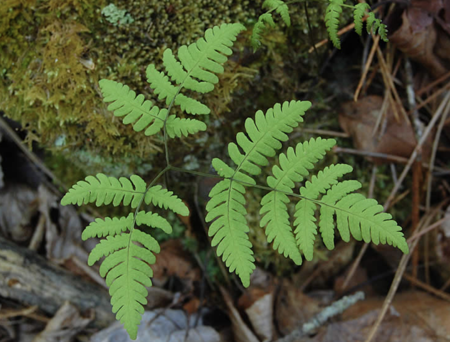  p>欧洲羽节蕨(学名: i>gymnocarpium dryopteris /i> (l.