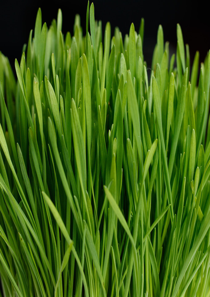 小麦草