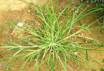 牛筋草（禾本科穇属植物）_百度百科