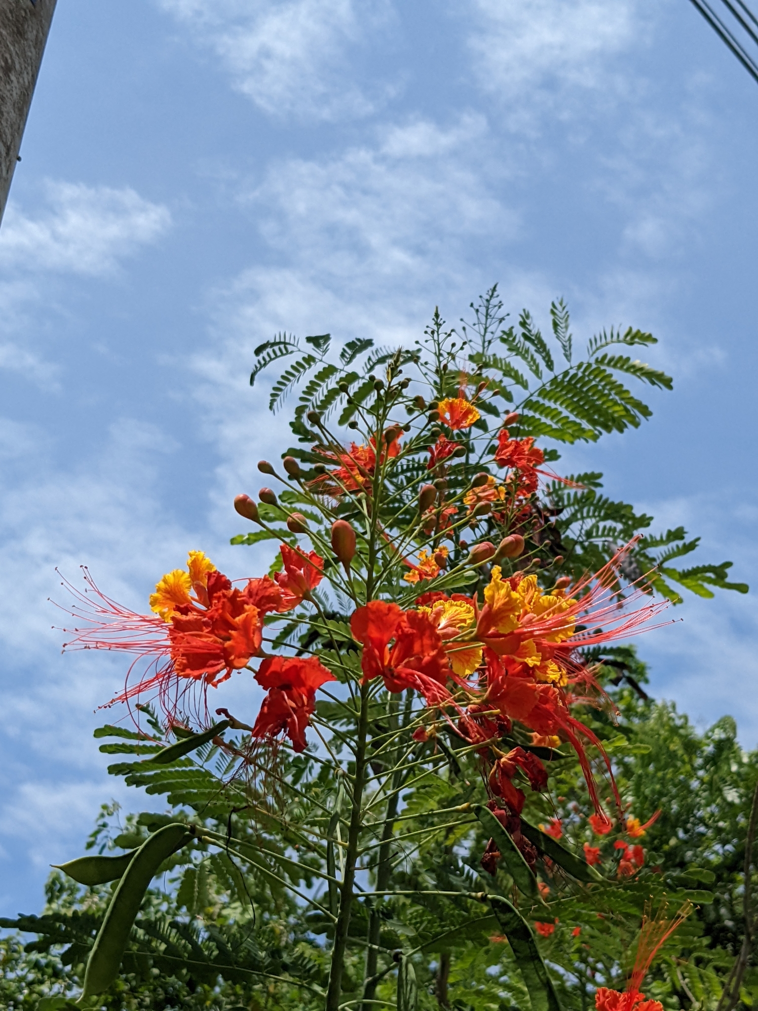  p>洋金凤(学名: i>caesalpinia pulcherrima /i> (l.) sw.
