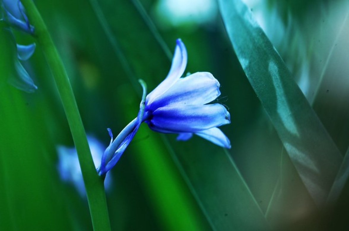  p>蓝铃花属(学名: i>hyacinthoides /i> medik.