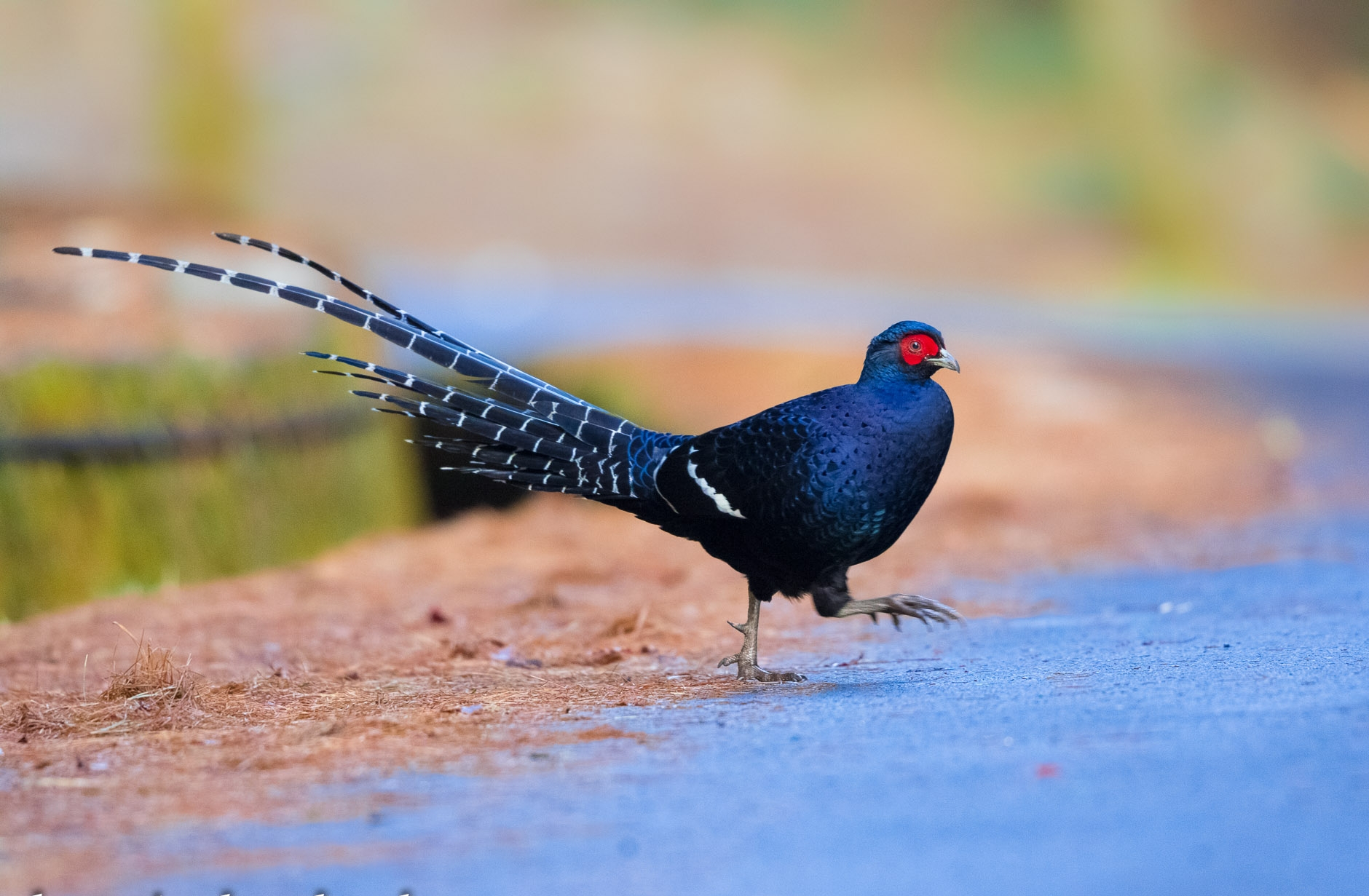 id="gnx3tygxqe">黑长尾雉(学名: i>syrmaticus mikado /i>)大型鸡类