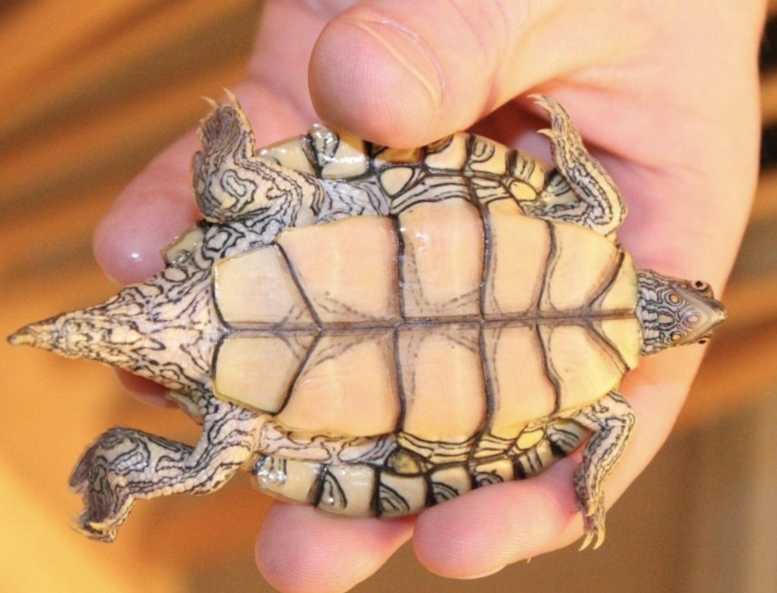  p>德州地图龟(学名: i>graptemys versa /i>)是龟科,地图龟属动物.