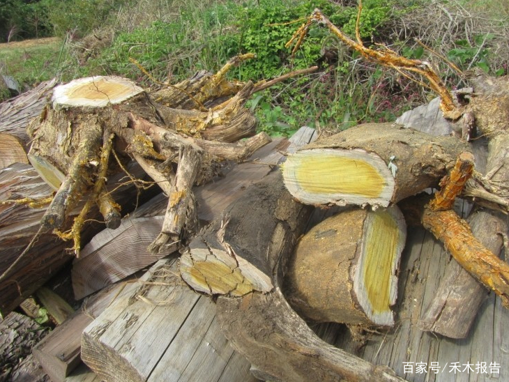 树芯是稀罕物，古代称作“帝王木”，曾与紫檀齐名，如今一文不值_百科TA说