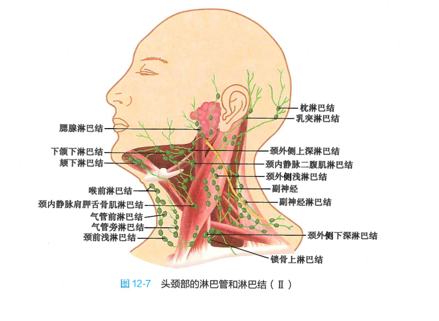 颈外侧下深淋巴结